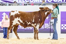 JP KANSAS CITY CHIEF