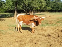 V3C CHASE'S ARIAT
