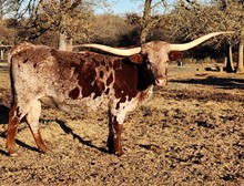 TONKAWA BF WAGON BEAUTY