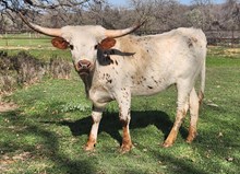 JP TEXAS TWO STEP
