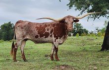 TONKAWA BF WAGON BEAUTY