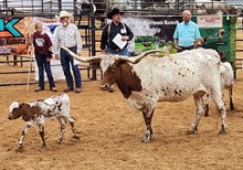 FC SPLASH OF CINNAMON