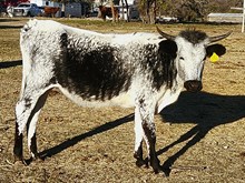 DWD BLUEYESCRYININTHERAIN