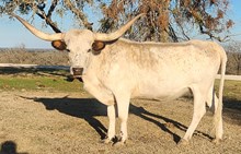 LITTLE ACE FOLSOM BLUES