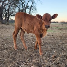 JP INSUNSHINEORINSHADOW